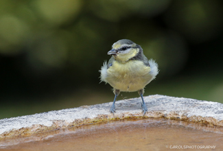 BLUE TIT  Cyanistes caeruleus   